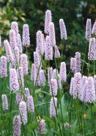 POLYGONUM (PERSICARIA) Superbum
